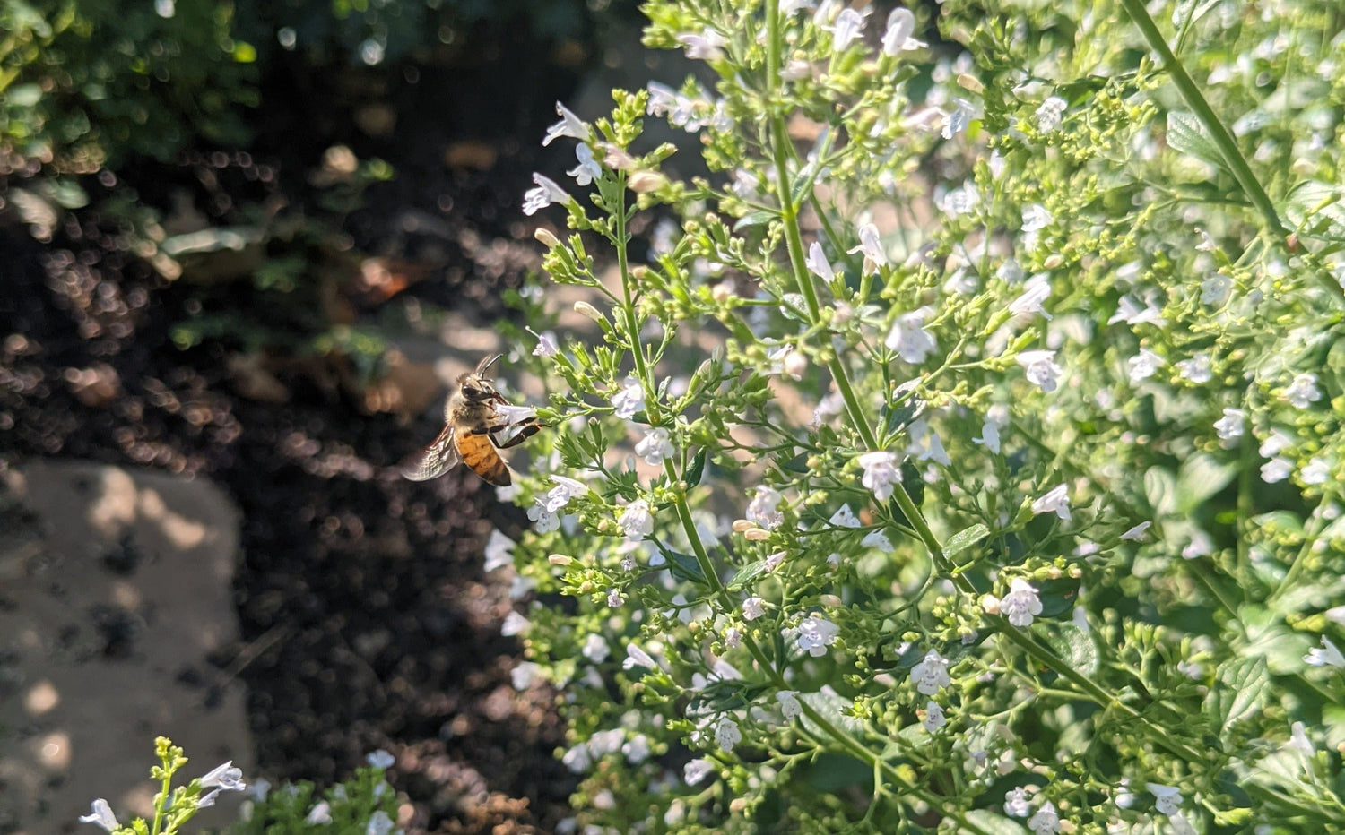 Save Water, Drink Mead