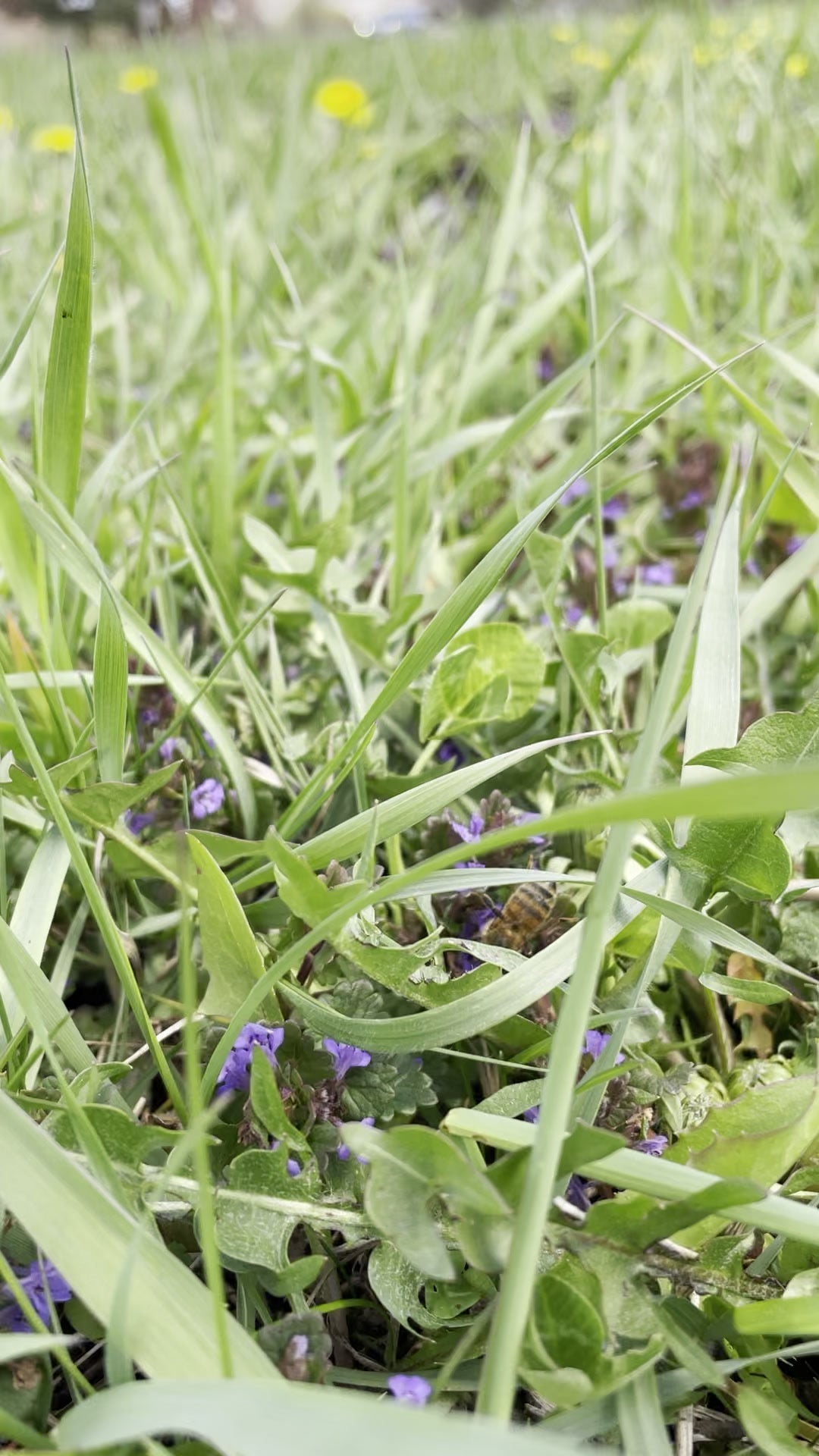 16 Things You Can Do to Save the Bees