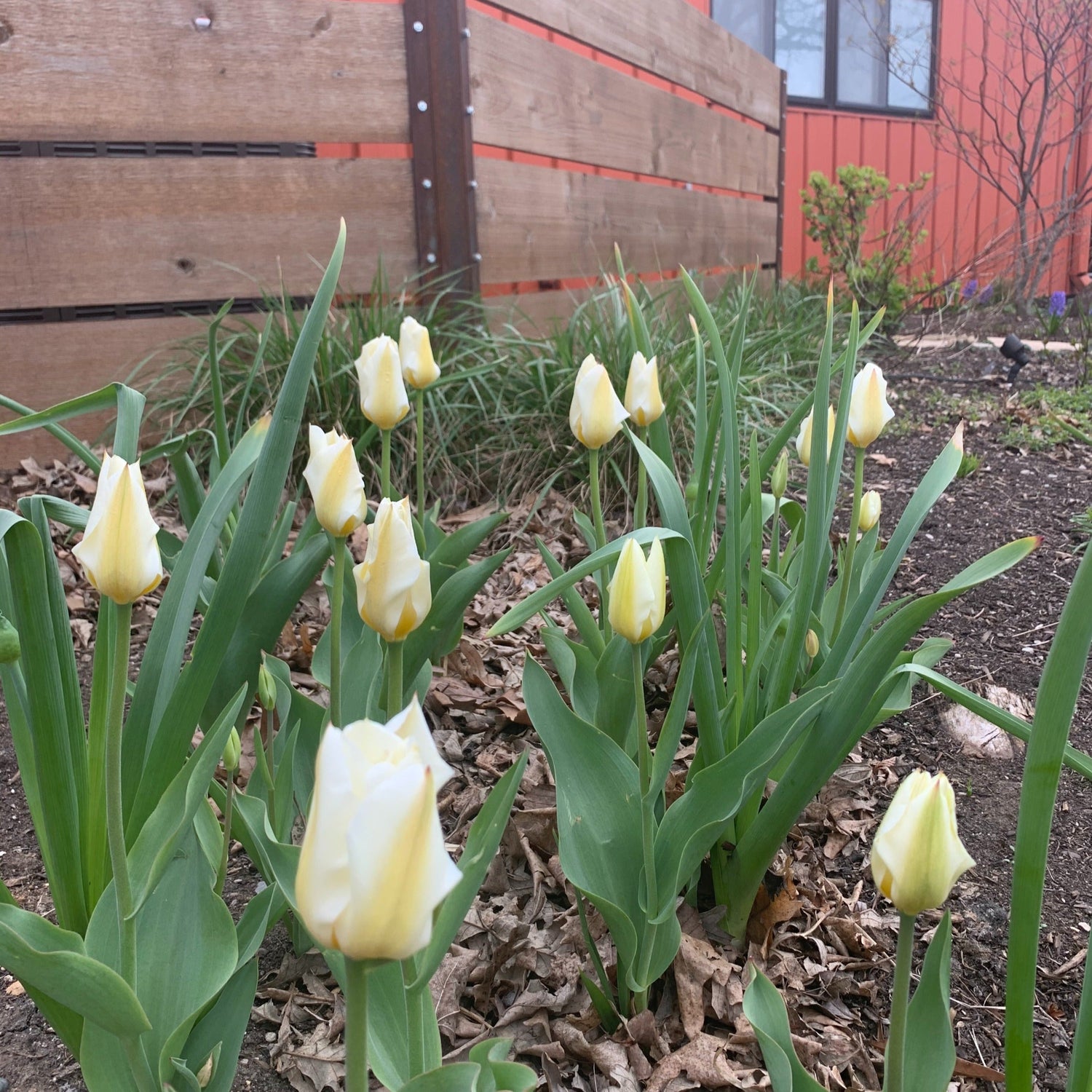 5 Ways to Celebrate Spring!