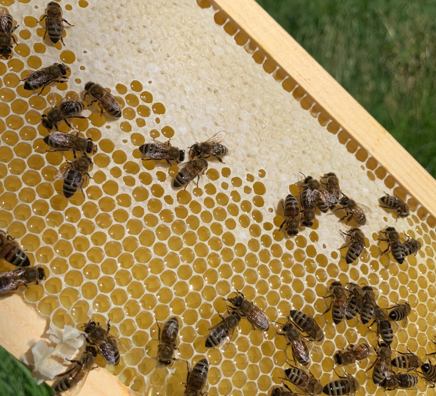 What is The Better Buzz?