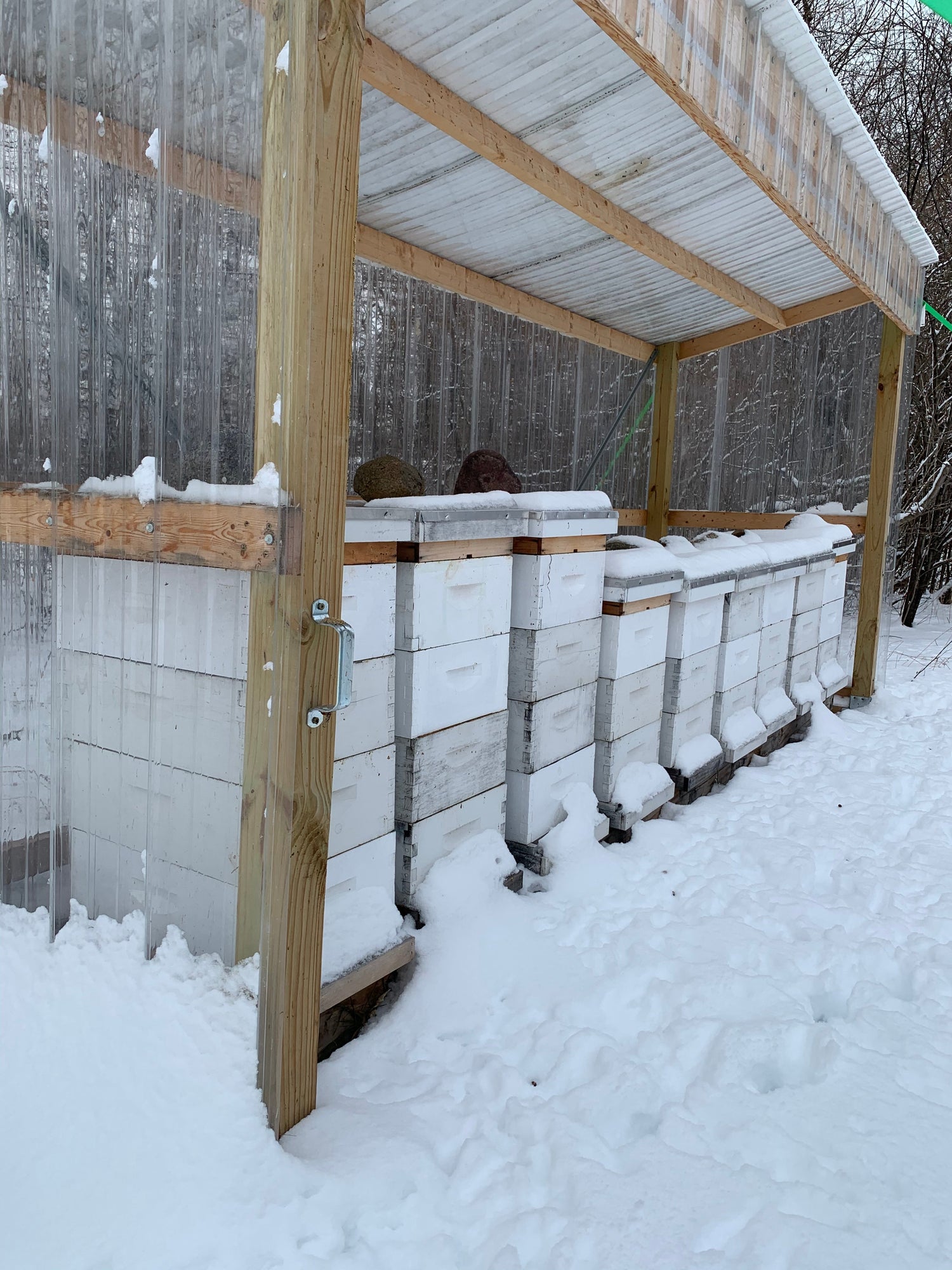 Winter Wonders: What Bees Do When the Cold Sets In