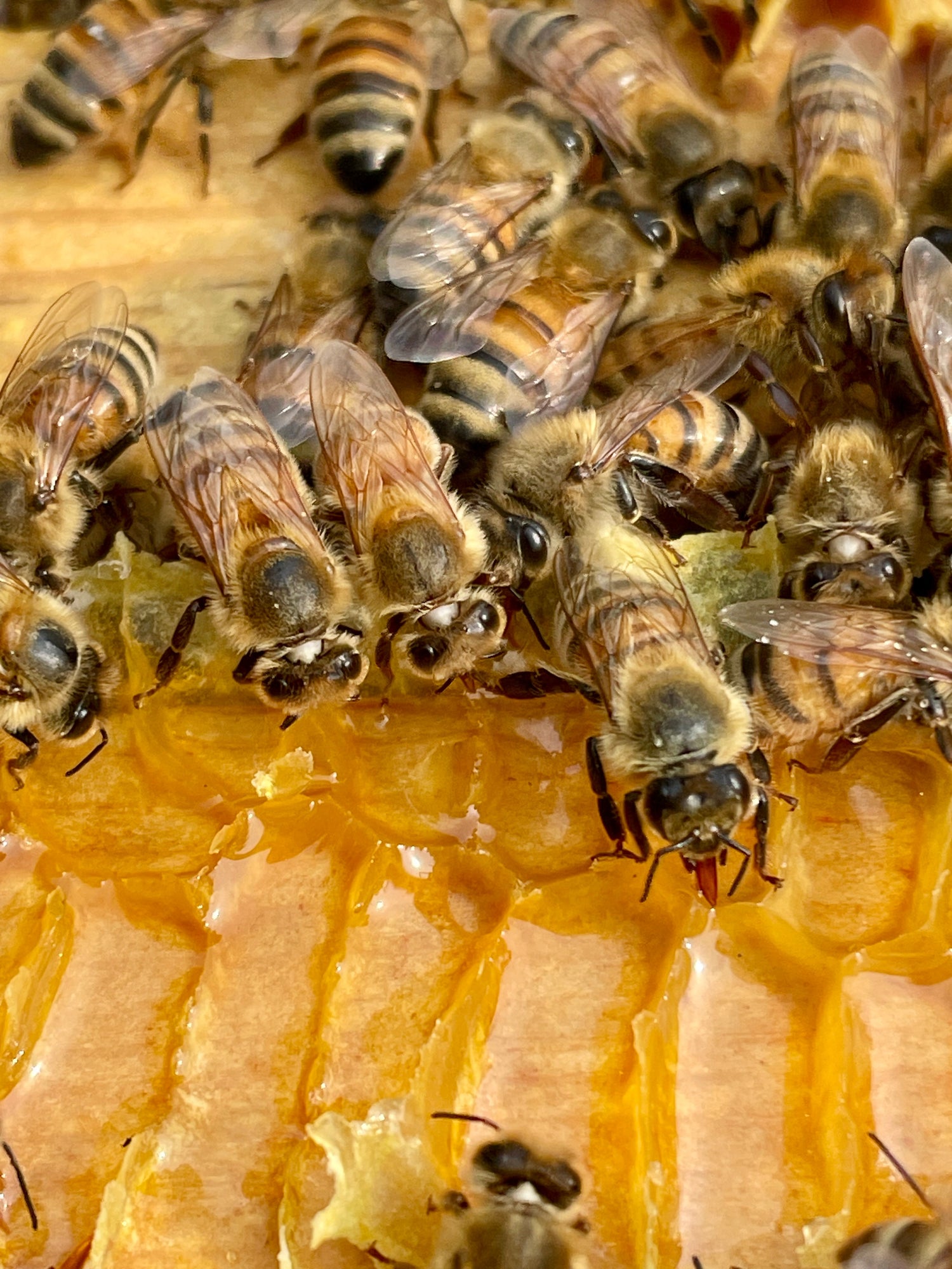 What do bees do when it gets cold?