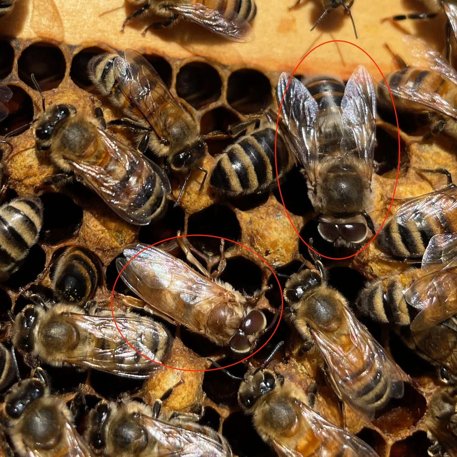 Why the Drones Get the Boot: The Fall Eviction at The Hive Taproom