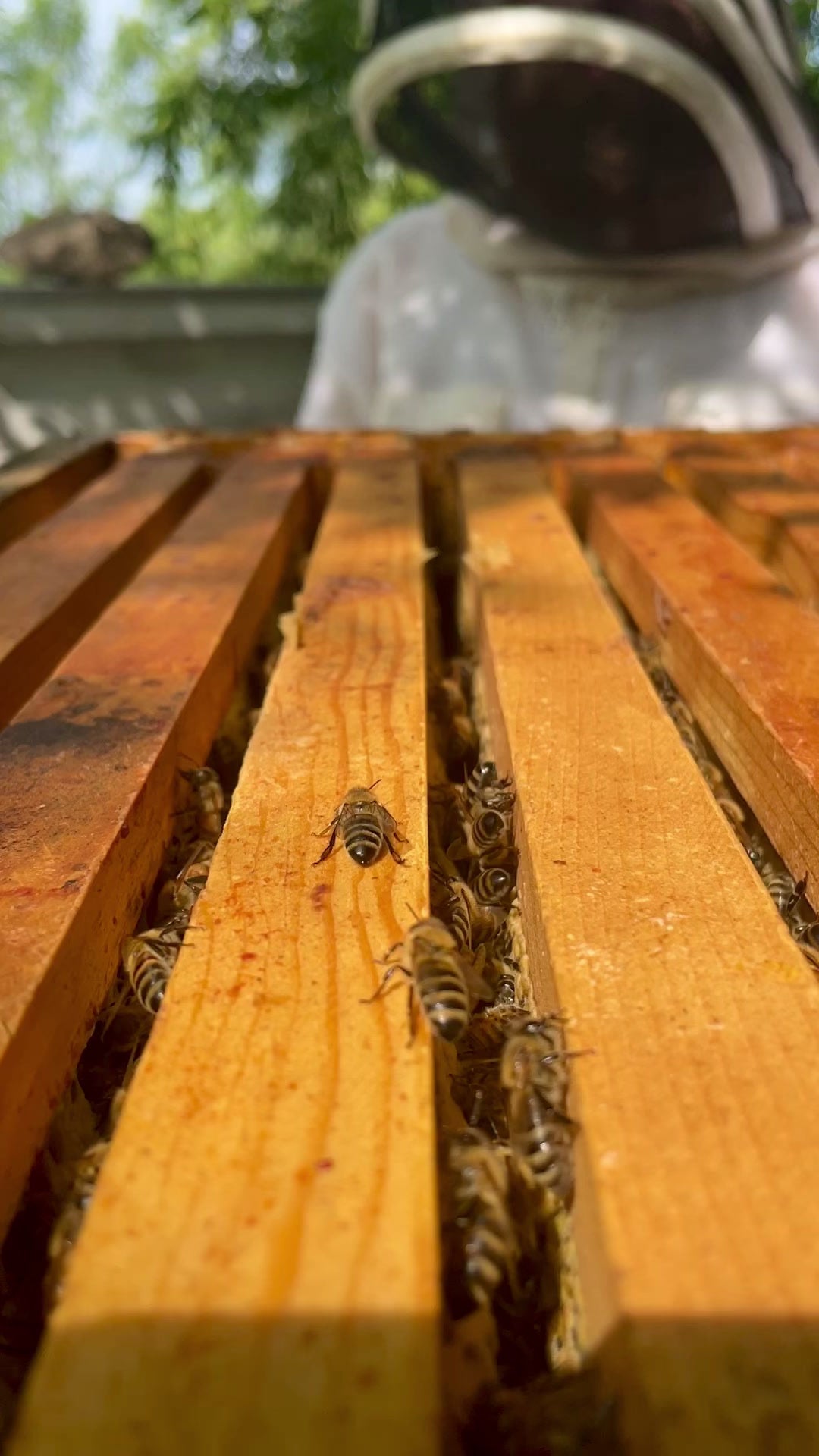 Happy National Honey Bee Day!