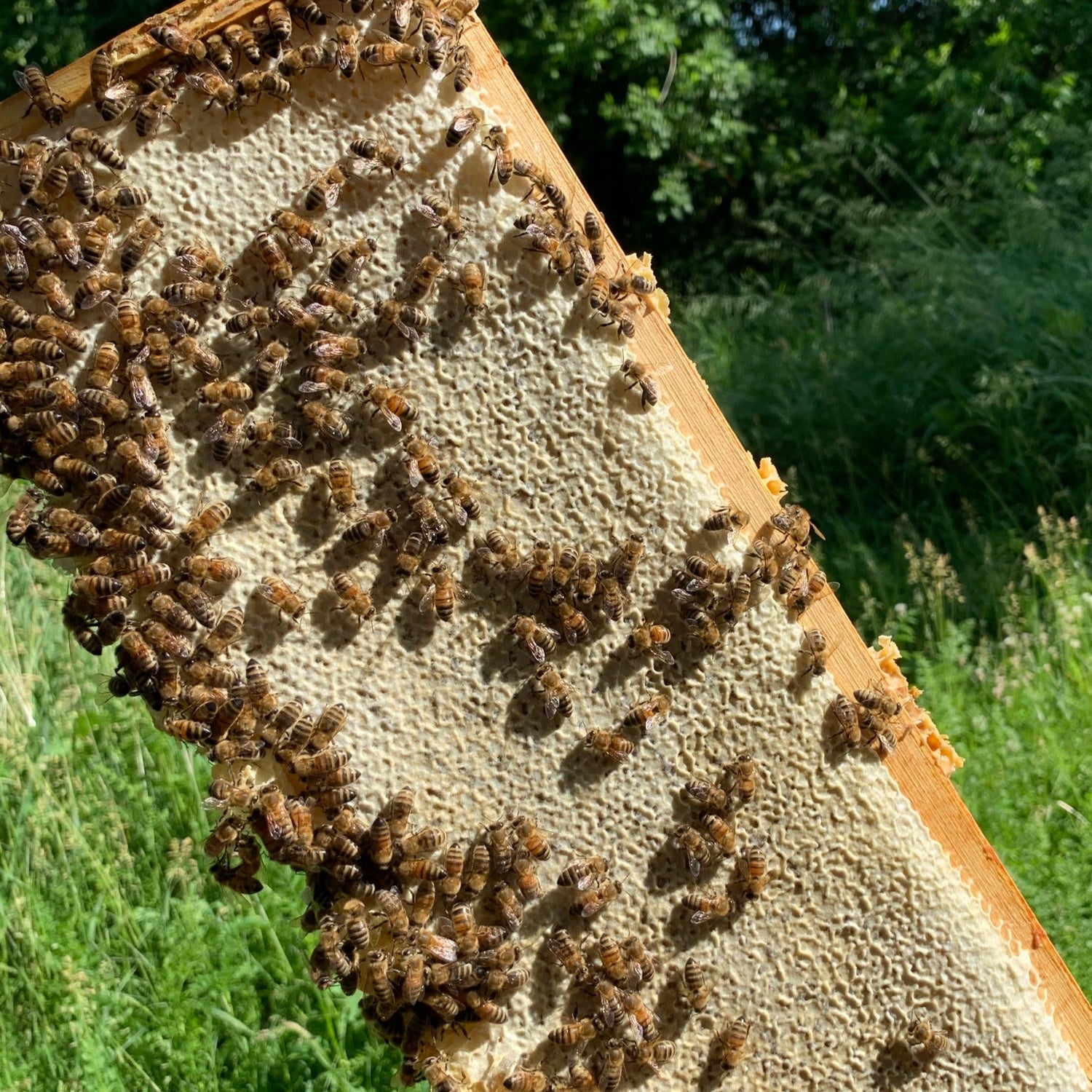 The Honorable Honey Harvest