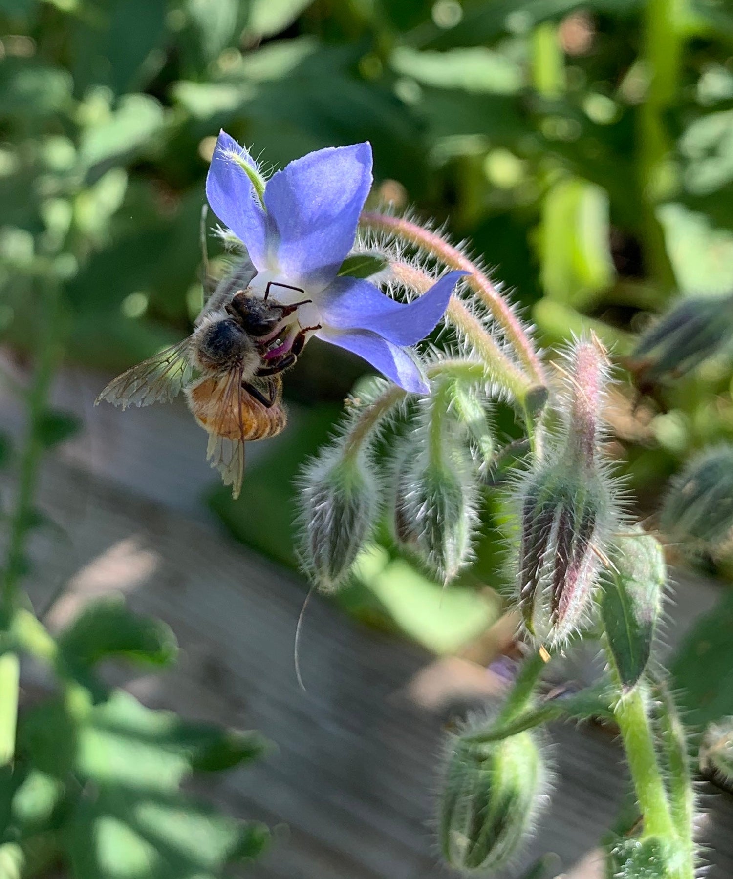 So how do honey bees make honey?