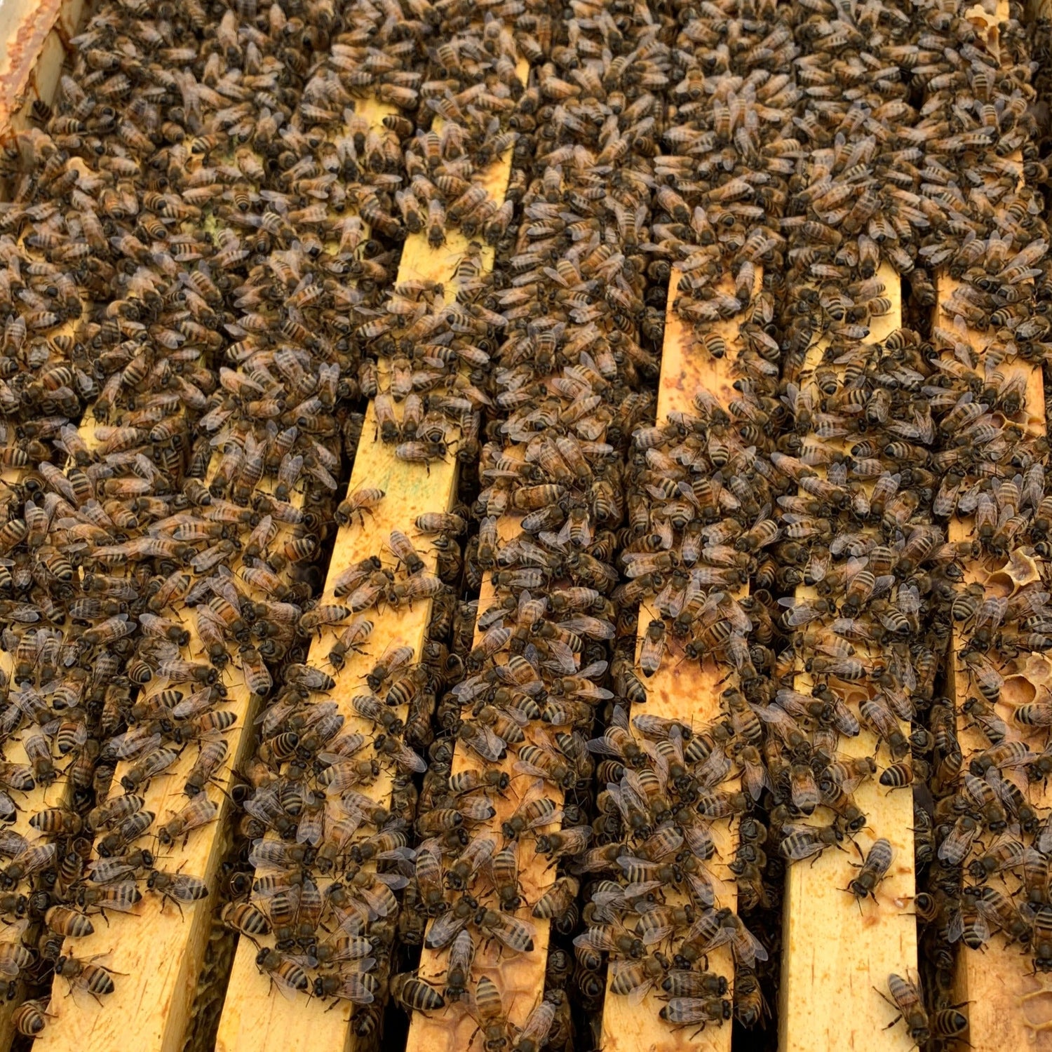 How do bees keep warm in the winter?