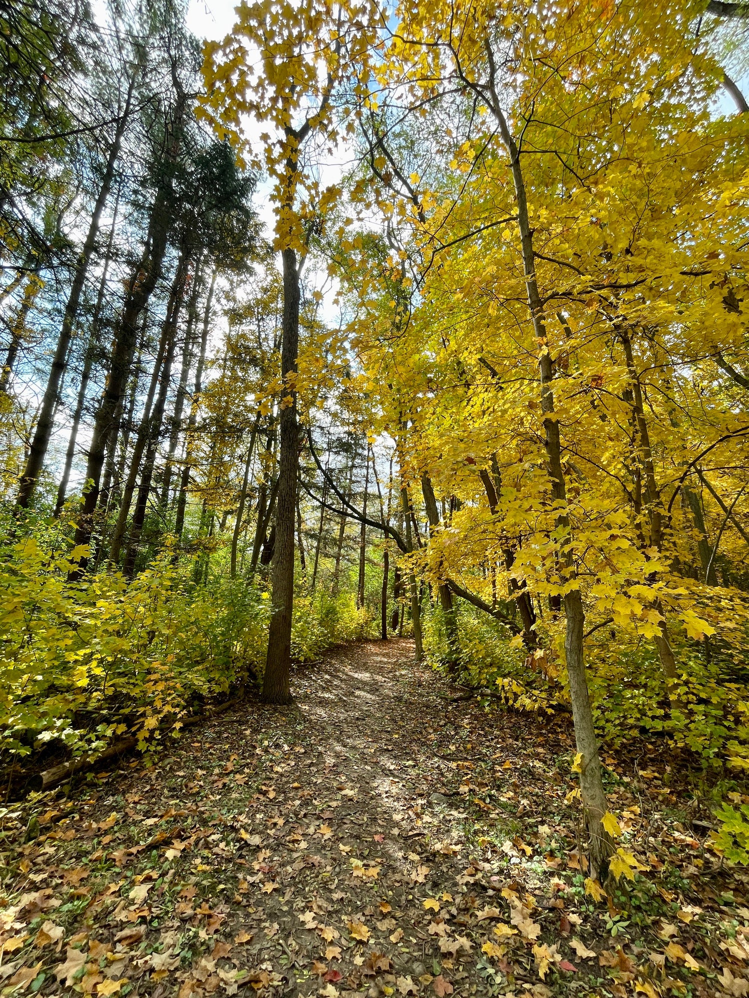 Leave the Leaves and Save the Pollinators: How Skipping the Rake Can Save Your Yard and the Planet