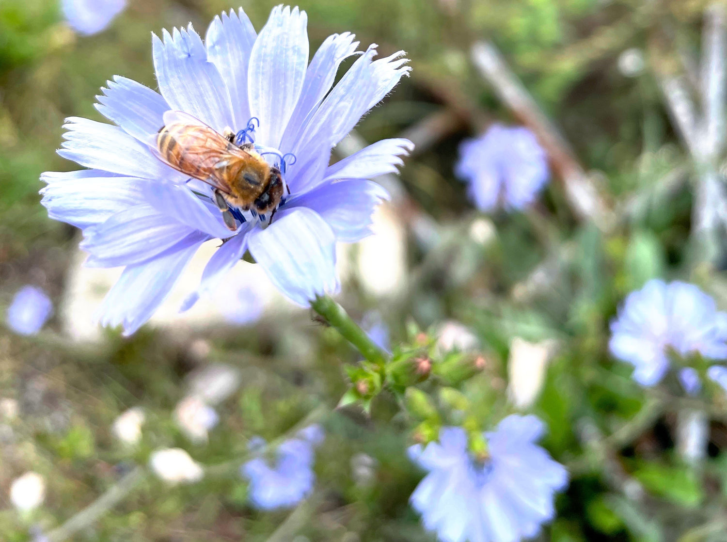 Why Bees Matter More Than Ever