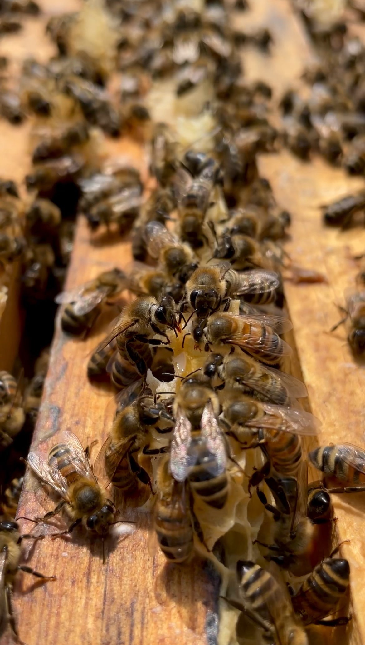 Spring is on Its Way: The Bees Know It, and So Do We