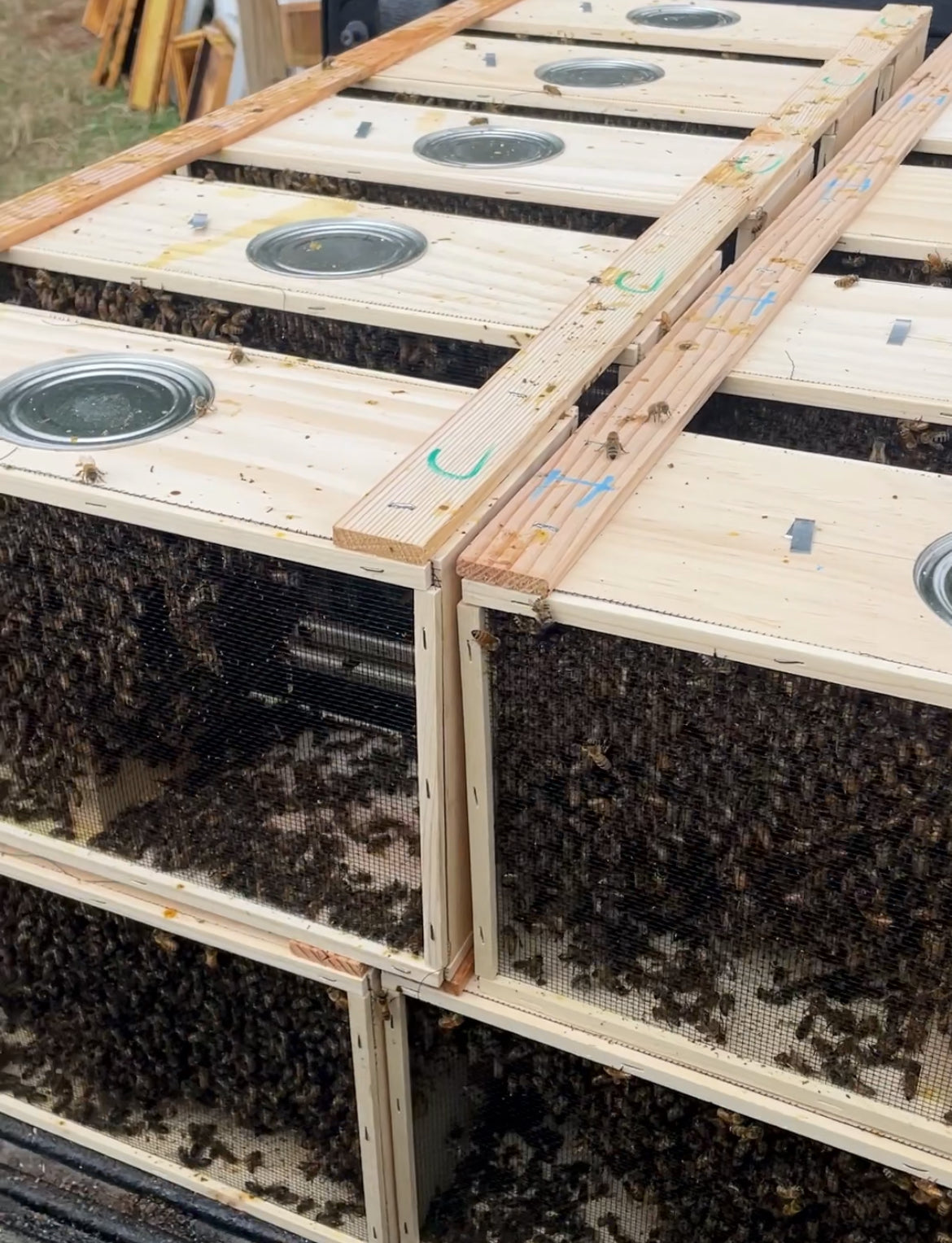 Welcoming 200,000 New Bees: A Fresh Start for the Season