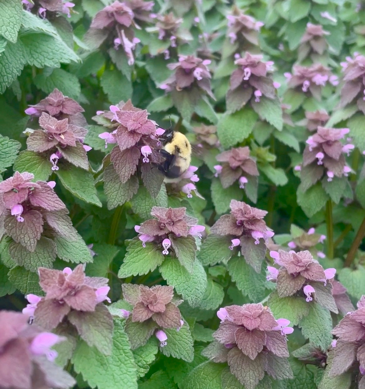 Leave the Leaves: Why Your Spring Yard Cleanup Can Wait