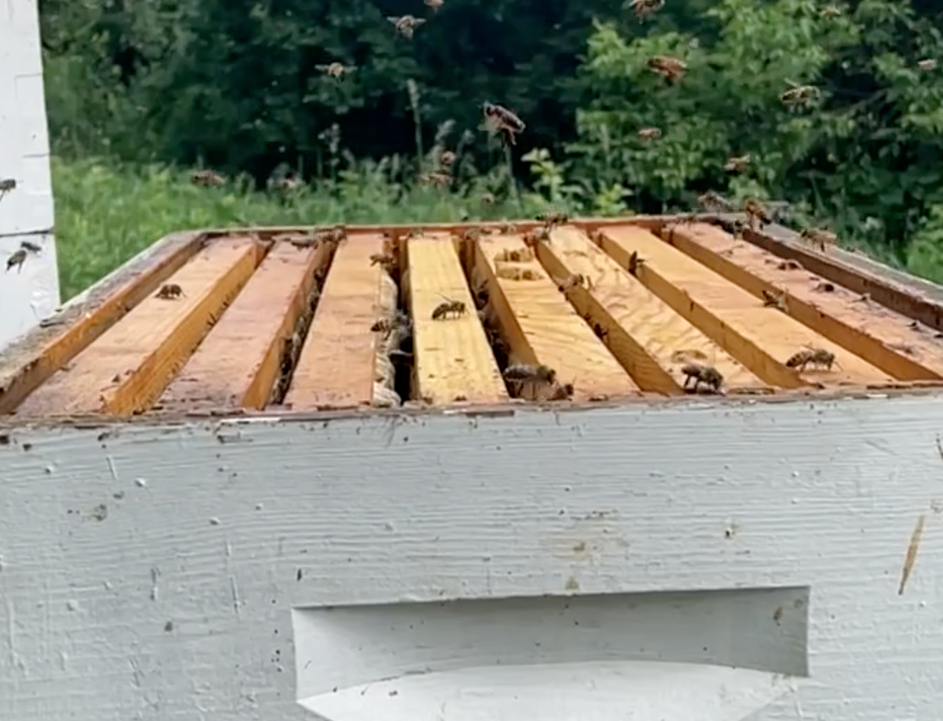 Happy Pollinator Week!