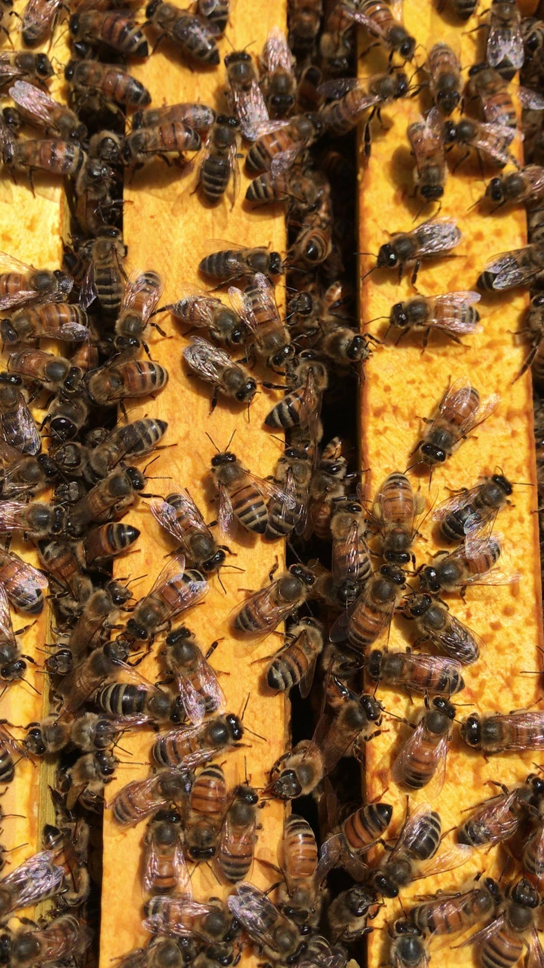 Bees dance too!